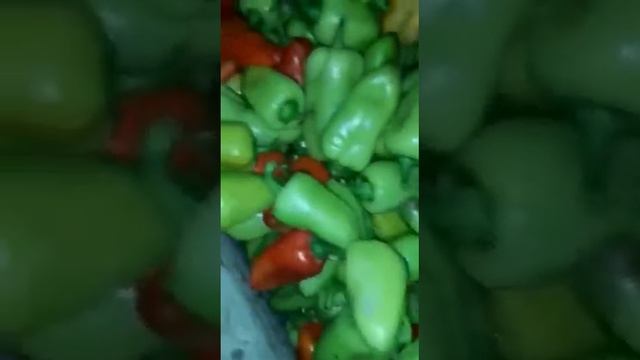 Перец оптом, объём на фуру смотреть онлайн