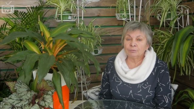 Болезни томатов и их лечение ? Вершинная гниль ✓ Эксперт ХитсадТВ смотреть онлайн