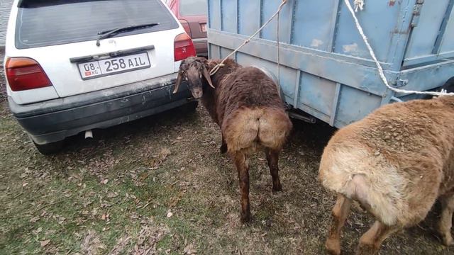 Ярмарка 29-январ арашан койлор смотреть онлайн