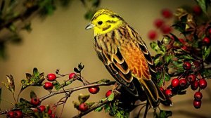 Пение птиц Овсянки и Славки