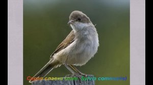 Голоса птиц - Серая славка (лат. Sylvia communis)
