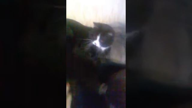 Кот укусил за голову)) смотреть онлайн