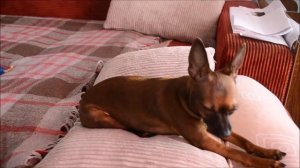 Кормление той терьеров (натуралка)