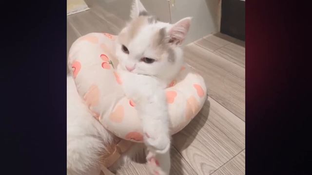 British × Minuet (Munchkin), Playful Kitten Shirasu смотреть онлайн