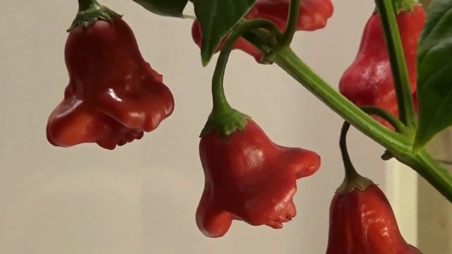 Острый и пикантный перец В чем разница Пикантный колокольчик Обзор. смотреть онлайн