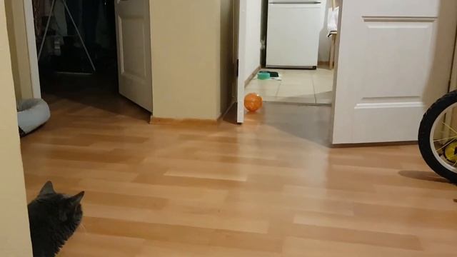 Хомяк в дикой природе. 2 СЕРИЯ: Кот Феликс VS Хомяк Хамстер смотреть онлайн