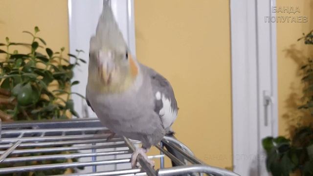 Учим попугая говорить 