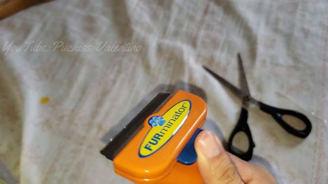 FURminator en perro Chihuahua | Puchiss Valentino смотреть онлайн