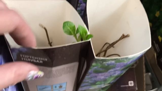 Декоративные Кустарники в Оби! Сад 2020.