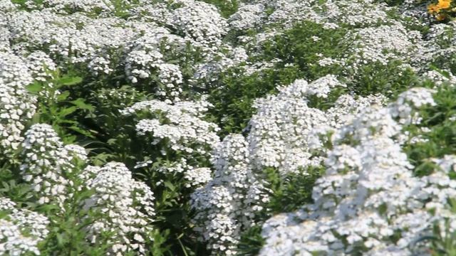 Biocarve Seeds, Iberis (Candytuft) trials http://www.biocarve.com/ смотреть онлайн