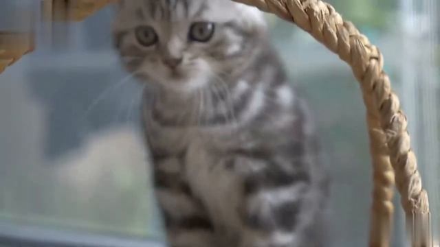 ?Мяуканье котят. Звуки мяуканья котят. Звуки кошки ?