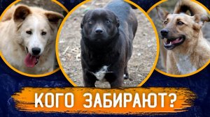 Линда на передержке кидается на собак. Кому нашелся дом? Тедди забрали в дом.