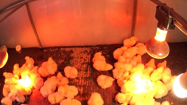 Бройлер КОББ 500 Чехия Выгрузка цыплят из инкубатора смотреть онлайн