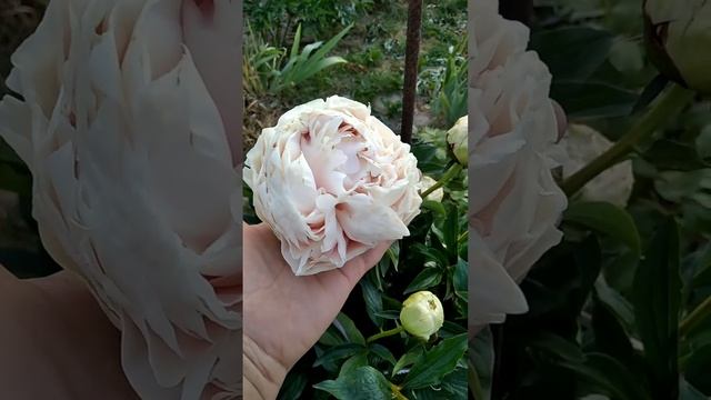 Сорт-легенда , красень Соланж! смотреть онлайн