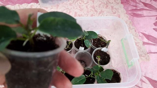 Пора стричь и укоренять Дипладению смотреть онлайн