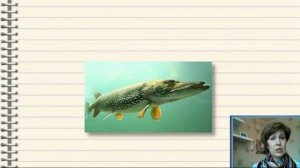 Русский язык  2-й класс. Типы текстов.