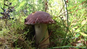 Охота  на белых.