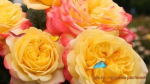 Роза чайно-гибридная Кордес Джубили ? обзор: как сажать, саженцы розы Кордес Джубили