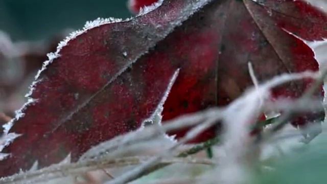 Абонентский романс. Инна Разумихина смотреть онлайн