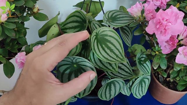 Apenas 1 Folha dessa Planta Vale milhares de dólares (Você tem em casa?) смотреть онлайн