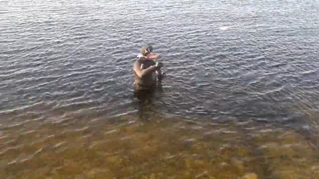 Добыл леща смотреть онлайн