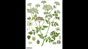 Ядовитые растения для кроликов!!!