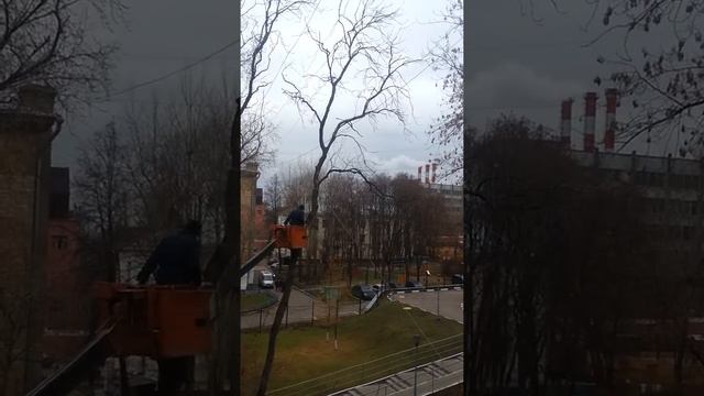 ШОК!!! Как пилят дерево гости столицы, часть 1 смотреть онлайн