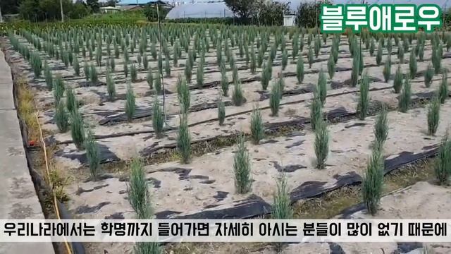 유럽 신품종 조경수 - 블루애로우 /Daelim Nursery (Blue Arrow,Juniperus Scopulorum Cv)
