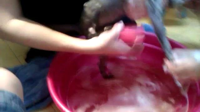 Как купаются лысые кошки смотреть онлайн