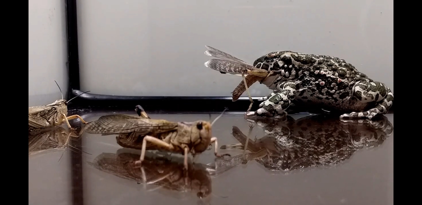 жаба против перелетной саранчи / 1 vs 4 / роскошная еда / живое кормление смотреть онлайн