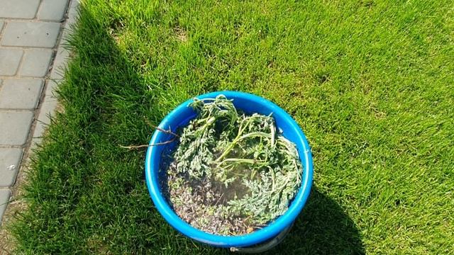 Первая подкормка после высадки томатов, перца, баклажан в теплице и открытом грунте. смотреть онлайн