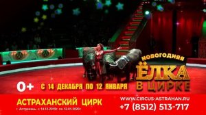 Медведи на буйволах Астрахань