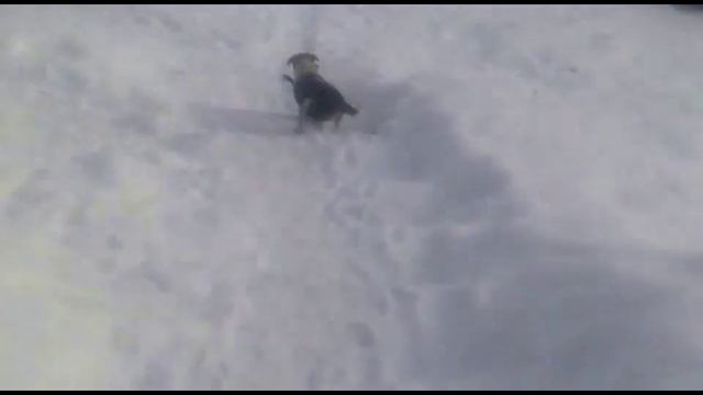 Верный друг смотреть онлайн