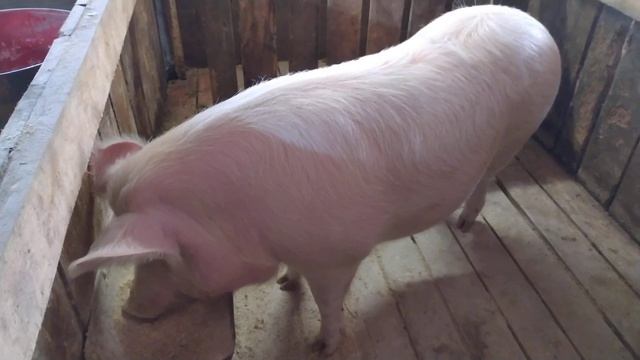 Как узнать вес поросят без взвешивания ? смотреть онлайн