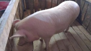 Как узнать вес поросят без взвешивания ?