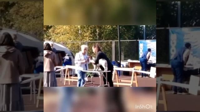 На благовещенской выставке судья ударила собаку по голове смотреть онлайн