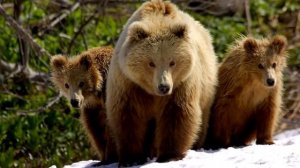 Моя Родина Сибирь