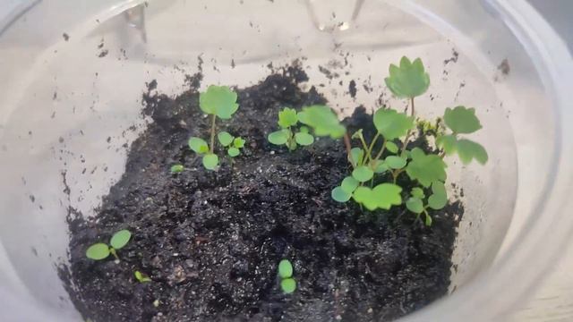 Земляника, посев из своих семян, ПОДРОСЛА, посмотрим, что делать дальше? Чем удобрим смотреть онлайн