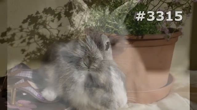 #3315. Кролики и зайцы (В мире животных) смотреть онлайн