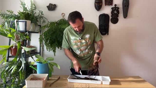 Спасение изросшейся пахиры. Попытка сделать аккуратное миниатюрное растение смотреть онлайн