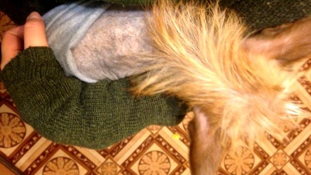 То, что нашла девушка в сугробе ужаснуло даже опытных волонтеров! смотреть онлайн