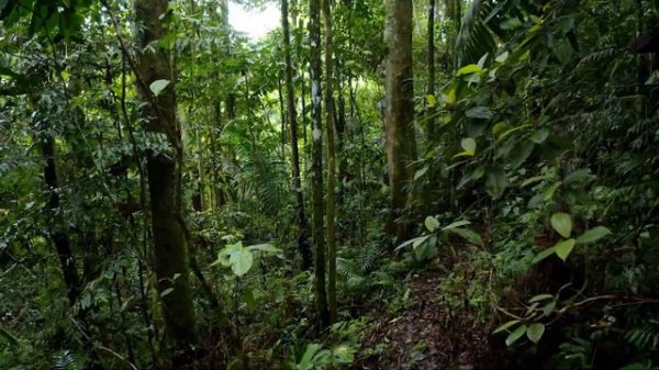 Rainforest 4k - The Tropical Landscape Rainforest | Nature Sounds of Jungle | 4k Relaxation Film