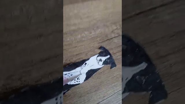 сделала новую собаку,новая рубрика смотреть онлайн