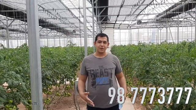 Pomidorlar yetishtiriladigan issiqxona (Qarshi tumani) смотреть онлайн