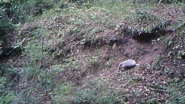 ID3223/Заповедное Прибайкалье/Воспитание барсучат смотреть онлайн