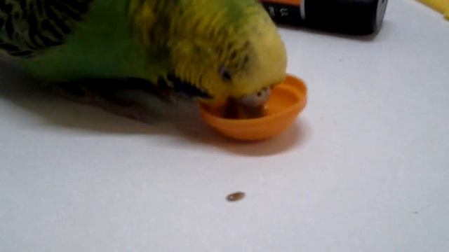 Трюки попугая