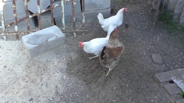 Пикирую перец с теплицы в грунт. Опрыскивание картошки. День угощений 06.06.2023. смотреть онлайн