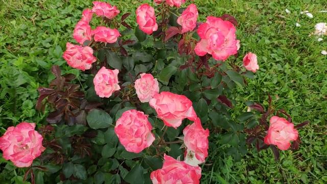 Розы в Подмосковье. Розы Auf Die Freundschaft и Jubile Du Prince De Monaco