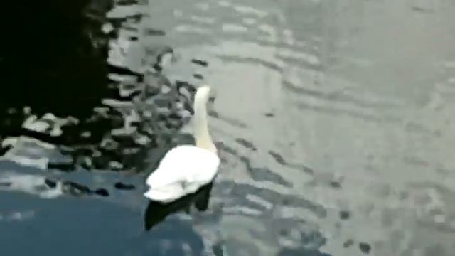 Жизнь водоплавающих птиц на пруду смотреть онлайн