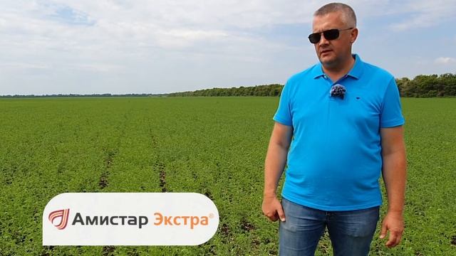 ЗАЩИТА ОТ БОЛЕЗНЕЙ нута - (BASF, Syngenta, Bayer, Август) - выбираем фунгицид. смотреть онлайн